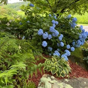 Meet your Posher, Joy